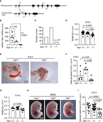 The chromatin reader protein ING5 is required for normal hematopoietic cell numbers in the fetal liver